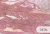 panama-pink-nowoczesna-tapeta-do-pokoju-nastolatki-z-egzotycznymi-ptakami (6).jpg