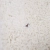 1047453992_Kusumi_zoom_95c96dd0-1fdf-4db6-9166-f88e484bd6f5.webp