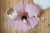poduszka-muszla-pink-velvet-moimili-tekstylia_6_2000x2000