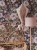 Canopypowderpinkcircus_4_2000x2000