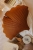 carmel-linen-ginkgo-leaf-pillow-decorativeidea-designroom-moimili (1 (5).jpg