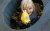 Lampka interaktywna Króliczek Happy Bunny P1 - żółty